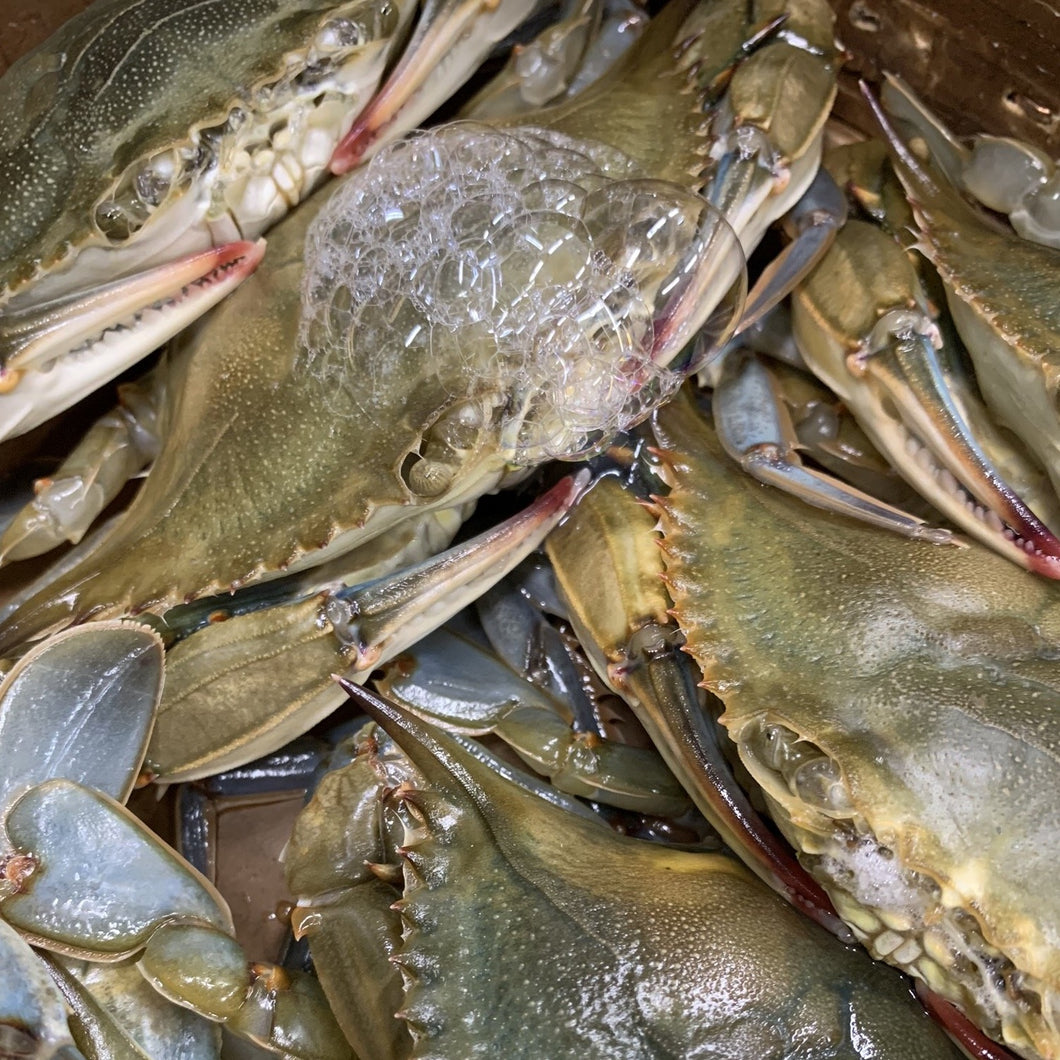 Soft Shell Blue Crabs